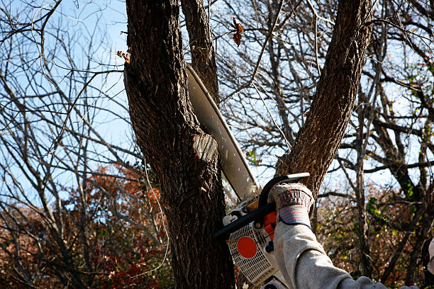 Best Root Management and Removal  in Poth, TX